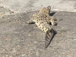 Beredar Video Buaya Jalan-jalan ke Darat di Pamekasan