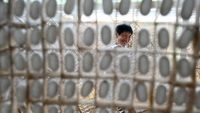 Mengintip Panen Ulat Sutera di China