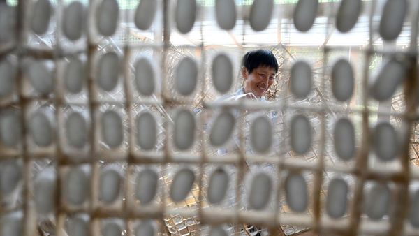 Mengintip Panen Ulat Sutera di China
