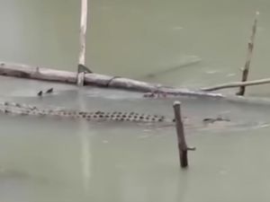 Penampakan Buaya Masuk ke Permukiman Warga di Luwu Utara Penampakan Buaya Masuk ke Permukiman Warga di Luwu Utara