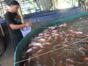 Mengintip Budidaya Ikan Nila Merah Sistem Bioflok di Malang