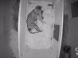 Sejarah! Dua Bayi Harimau Sumatera Lahir di Kebun Binatang AS