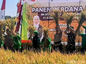 Saat Gubernur Khofifah Panen Padi Varietas Unggul di Situbondo