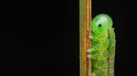 Jawara Kontes Foto Close-Up Bikin Mata Terkesima