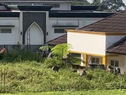 Kawanan Monyet Bedegong Kembali Turun Gunung