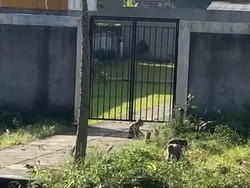 Invasi Monyet Bangor Bikin Resah Warga Sukabumi