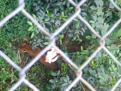 Lepas Liar Wahyu Si Macan Tutul ke TNGHS, KLHK Harap Populasi Bertambah