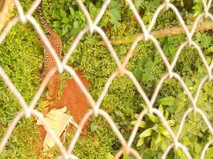 Ini Wahyu Si Macan Tutul yang Dilepasliar KLHK Usai 6 Tahun Rehabilitasi