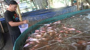 Melihat Budi Daya Ikan Nila Merah dengan Sistem Bioflok di Malang