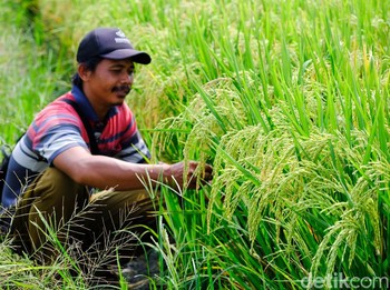 Jurus Wilmar Selamatkan Petani