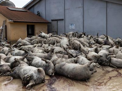 Puluhan Babi di Italia Mati Gegara Banjir Bandang