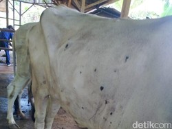 Duh... Puluhan Ekor Sapi di Ciamis Terjangkit LSD