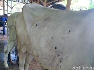 Duh... Puluhan Ekor Sapi di Ciamis Terjangkit LSD Duh... Puluhan Ekor Sapi di Ciamis Terjangkit LSD