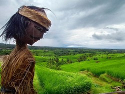 Lari Lintas Alam Warnai Jatiluwih Festival IV