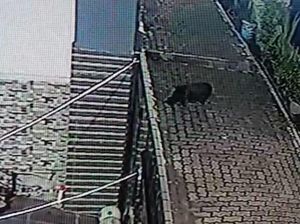 Polisi Ancam Pidanakan Provokator Viralkan Babi Ngepet di Depok Polisi Ancam Pidanakan Provokator Viralkan Babi Ngepet di Depok