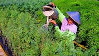 Tingkatkan Bahan Bakar Alternatif, SIG Tanam Pohon Kaliandra Merah