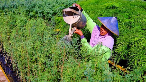 Tingkatkan Bahan Bakar Alternatif, SIG Tanam Pohon Kaliandra Merah