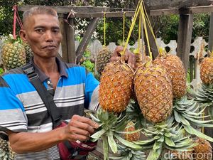 Asam Manis Penjual Nanas di Jalanan Lembang