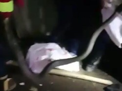 Ular King Cobra 5 Meter Gegerkan Warga Bogor, Damkar Evakuasi