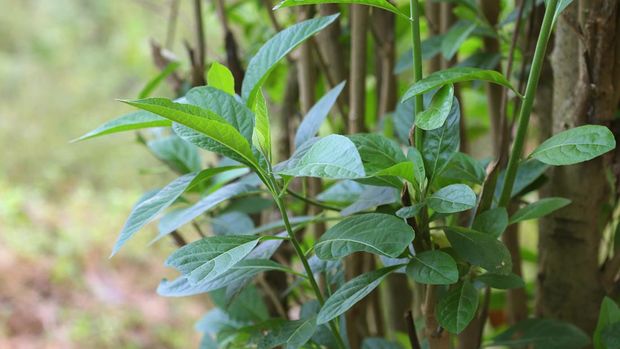 Vernonia Amygdalina (Bitter leaf) - a member of the Asteraceae family - a small shrub that grows in tropical Africa