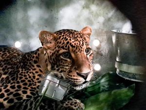 Dulu Terjerat Tambang, Macan Tutul Wahyu Jalani Hidup Baru di Bogor Dulu Terjerat Tambang, Macan Tutul Wahyu Jalani Hidup Baru di Bogor