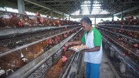 Harga Telur di Tingkat Peternak Anjlok, Ternyata Ini Biang Keroknya