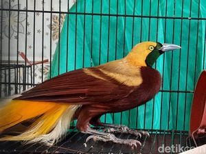 55% Kawasan Keanekaragaman Hayati di 2 Provinsi Papua Tak Masuk Konservasi 55% Kawasan Keanekaragaman Hayati di 2 Provinsi Papua Tak Masuk Konservasi