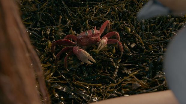 Film live-action The Little Mermaid yang dibintangi Halle Bailey, Jonah Hauer-King, Melissa McCarthy, hingga Javier Bardem. © 2023 Disney Enterprises, Inc. All Rights Reserved.