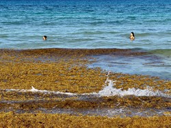 3 Fakta Mengapa Air Laut Asin, Begini Penjelasannya