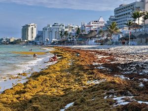 Tumpukan Rumput Laut Serbu Pantai di Meksiko Tumpukan Rumput Laut Serbu Pantai di Meksiko