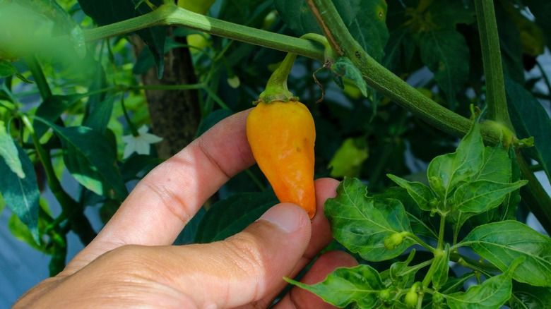 4 Fakta Cabe Rawit Domba yang Ternyata dari Kota Tertua di Amerika