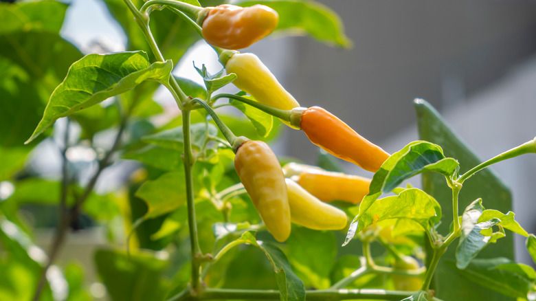 4 Fakta Cabe Rawit Domba yang Ternyata dari Kota Tertua di Amerika