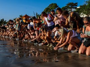 Antusias Ratusan Turis Ikut Lepas Tukik Penyu di Pantai Kuta Antusias Ratusan Turis Ikut Lepas Tukik Penyu di Pantai Kuta