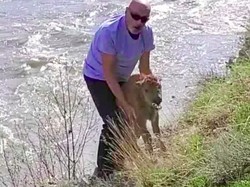 Sedih, Gara-gara Turis Ini, Seekor Bayi Bison Harus Disuntik Mati