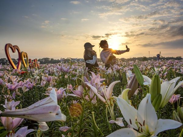 Bunga Lily Bermekaran di China, Cakep Banget!