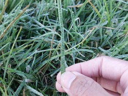 Unik! Embun Es Dieng Muncul saat Suhu Belum Capai 0 Derajat Celsius