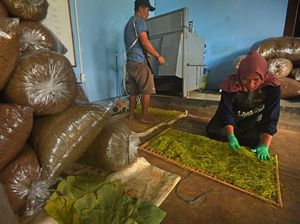 Kreatif! Warga Kembangkan Tembakau Berbahan Herbal