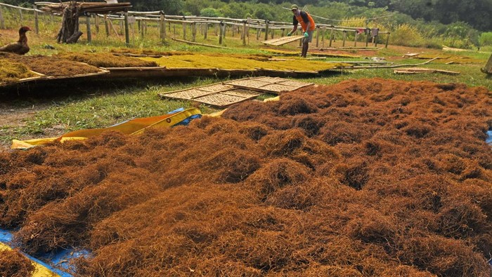 Pekerja mengangkut daun talas beneng (Colocasia esculentum) yang sudah dirajang untuk dijadikan tembakau alternatif di sentra produksi Unitalas di Serang, Banten, Kamis (25/5/2023). Menurut pemilik usaha tersebut, dalam sebulan mereka bisa memproduksi tujuh ton hingga 10 ton tembakau daun talas yang dijual seharga Rp50 ribu per kilogram dan dipasarkan ke sejumlah daerah di kawasan Jabodetabek, Jawa Tengah dan Jawa Timur. ANTARA FOTO/Asep Fathulrahman/aww.