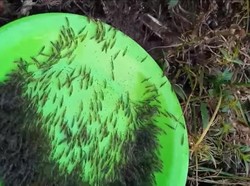 Gerombolan Udang Serbu Permukiman di Gorontalo Bawa Berkah untuk Warga