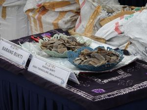 KLHK-Bea Cukai Bongkar Penyelundupan 360 Kg Sisik Trenggiling di Kalsel