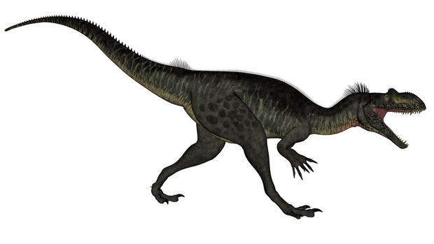 Megalosaurus dinosaur roaring isolated in white background
