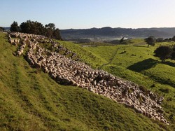 Cara Nabi Muhammad SAW Investasi, Bisa Ditiru