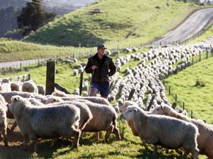 Melihat Peternakan Domba di Selandia Baru