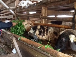 Peternak Domba Mulai Kebanjiran Pesanan Hewan Kurban