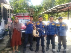 Bikin Kaget! Biawak Muncul dari Plafon Rumah Warga Bogor