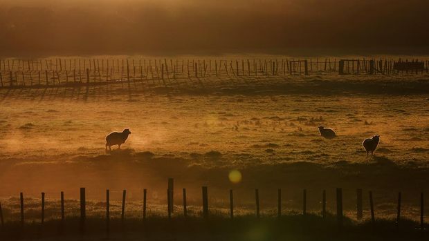 AUCKLAND, NEW ZEALAND - MAY 25: Sheep graze in the early morning fog on Withers Farm in Kaipara Flats on May 25, 2023 in Auckland, New Zealand. Manager Josh Jackson runs 1000 purebred Romney ewes, 250 hoggets, and finished 1500 lambs on the 350 hectare farm. He has decreased the flock by nine percent to have an easier winter, help the land recover from Cyclone Gabrielle and repeated flooding and to reduce the labour costs involved in farming sheep. Statistics NZ reported the ratio of sheep to people had fallen below five to one for the first time in 170 years, local media said. The Agricultural Production Census found the national flock fell by 2% to 25.3 million sheep in June 2022. The human population was 5.1 million at the time, which equates to 4.96 sheep for each human being in the country. (Photo by Fiona Goodall/Getty Images)