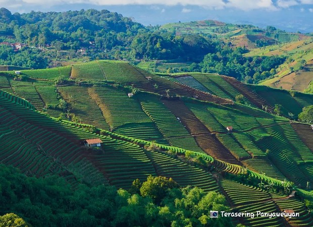 Terasering Panyaweuyan/Foto: Instagram/terasering_panyaweuyan Terasering Panyaweuyan sawah yang hijau membentang indah