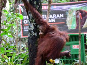 BKSDA Kaltim Lepasliarkan 3 Orang Utan di Kawasan Hutan Sungai Payau
