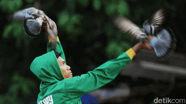 Kepak Merpati di Belantara Jakarta