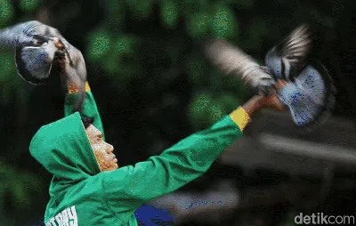 Kepak Merpati di Belantara Jakarta